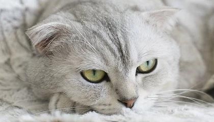 尤文图斯1-0小胜博洛尼亚，基耶萨的进球确保胜利